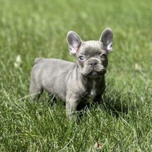 Blue Male French Bulldog, Deposit Hold