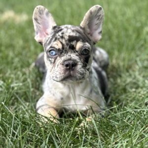 Chocolate & Tan Merle Tri Female French Bulldog, Deposit Hold