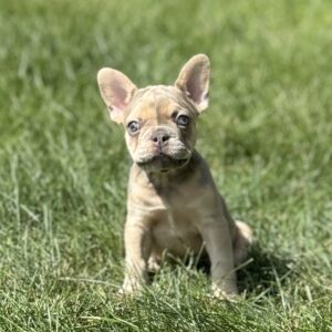 Lilac & Cream Female French Bulldog, Deposit Hold